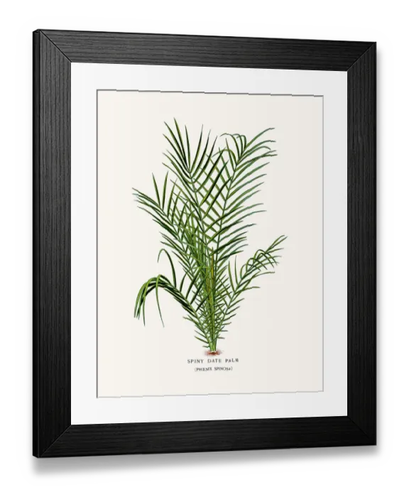 Framed Print : Spiny Date Palm Framed Print : Spiny Date Palm