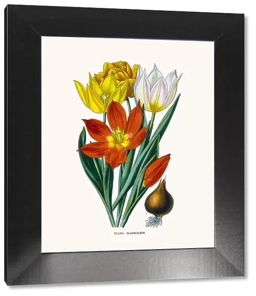 Schrencks tulip