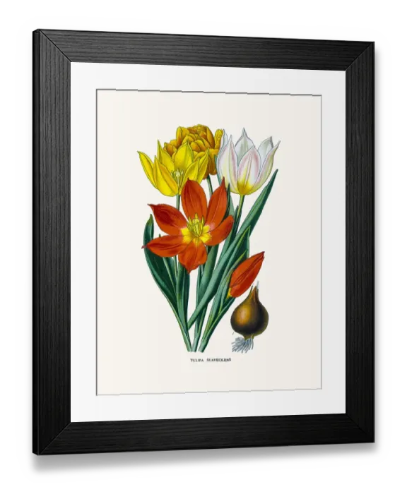 Framed Print : Schrencks tulip Framed Print : Schrencks tulip
