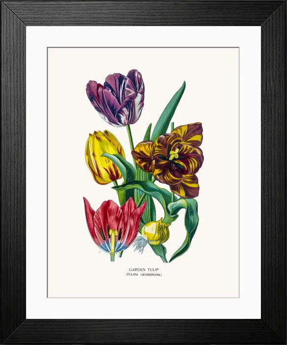 Framed Print : Garden tulip Framed Print : Garden tulip