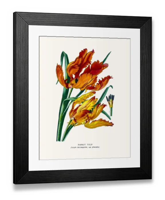 Framed Print : Parrot tulip Framed Print : Parrot tulip