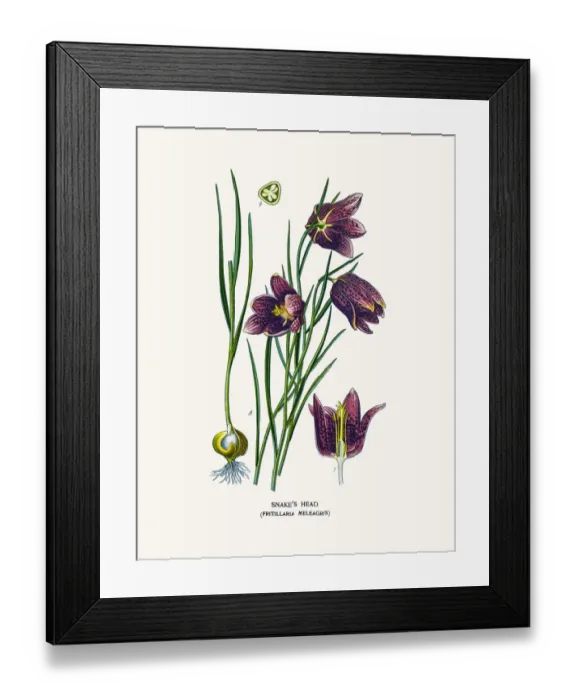 Framed Print : Snakes head fritillary Framed Print : Snakes head fritillary
