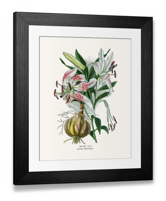 Framed Print : Japanese lily or Showy lily Framed Print : Japanese lily or Showy lily