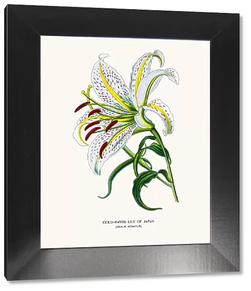Golden rayed lily of Japan