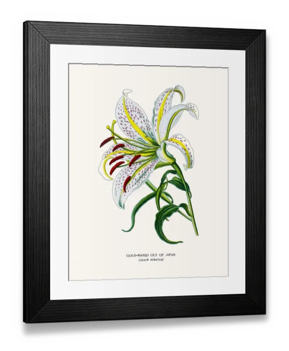 Framed Print : Golden rayed lily of Japan Framed Print : Golden rayed lily of Japan