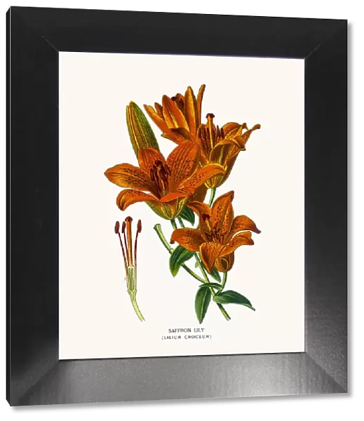 Saffron lily or tiger lily