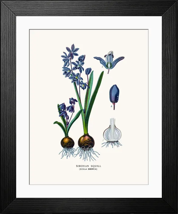 Framed Print : Siberian Squill