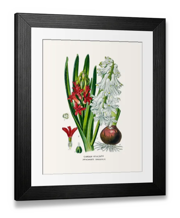 Framed Print : Garden Hyacinth Framed Print : Garden Hyacinth