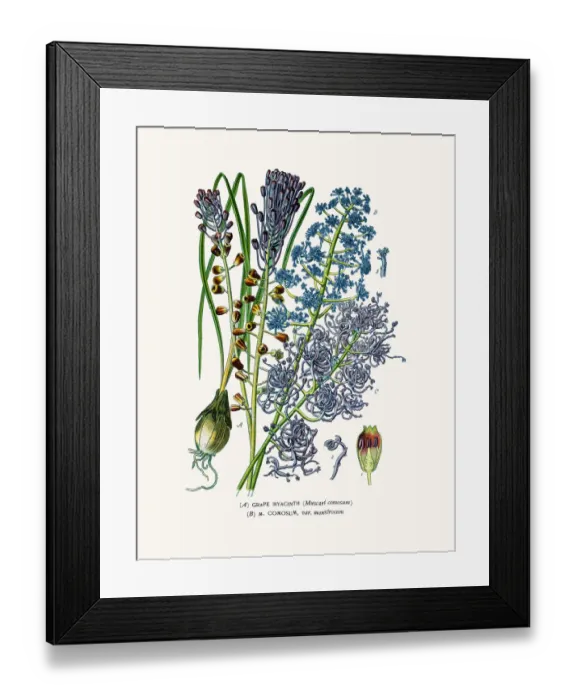 Framed Print : Grape hyacinth houseplant