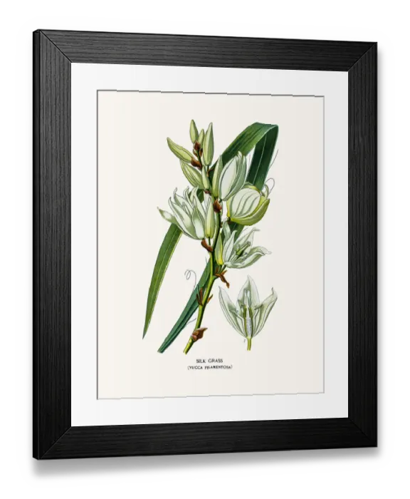 Framed Print : Yucca or Silk grass house plant Framed Print : Yucca or Silk grass house plant