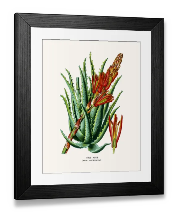 Framed Print : Candelabra aloe house plant