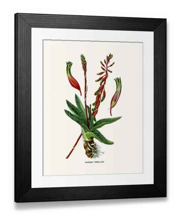 Framed Print : Bredasdorp Gasteria house plant Framed Print : Bredasdorp Gasteria house plant