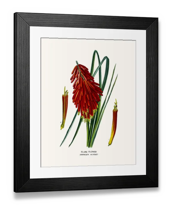 Framed Print : Flame flower Framed Print : Flame flower