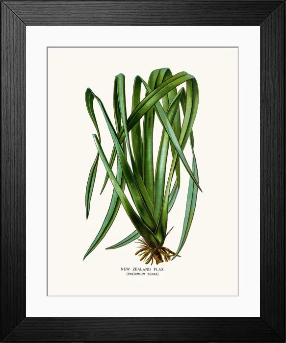 Framed Print : New Zealand Flax house plant Framed Print : New Zealand Flax house plant