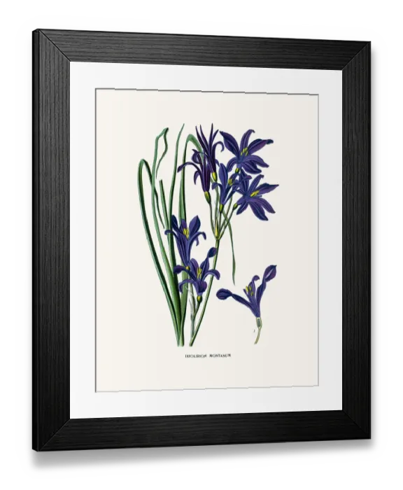 Framed Print : Siberian lily house plant Framed Print : Siberian lily house plant