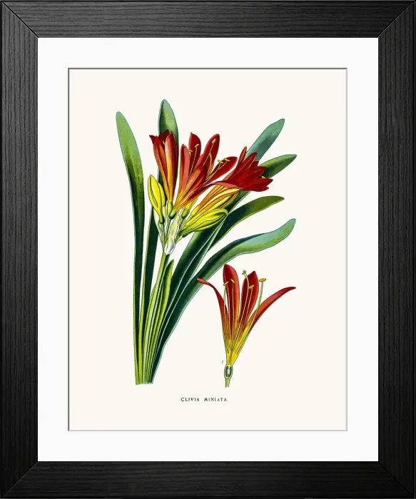 Framed Print : Natal lily house plant Framed Print : Natal lily house plant