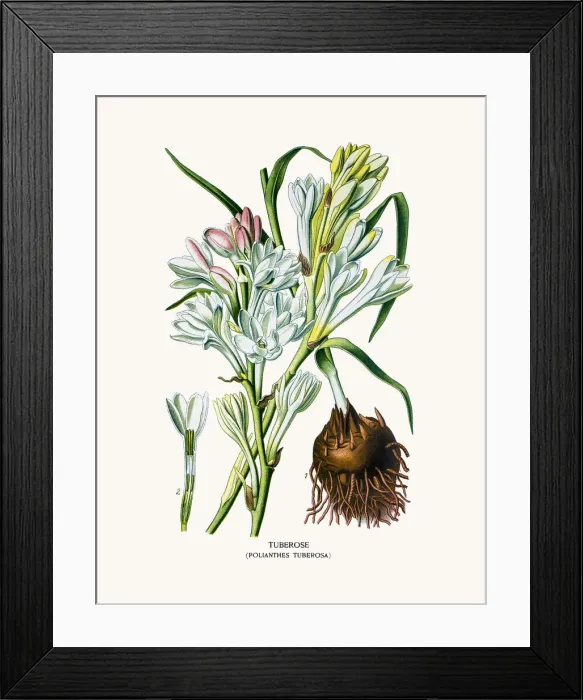 Framed Print : Tuberose house plant Framed Print : Tuberose house plant