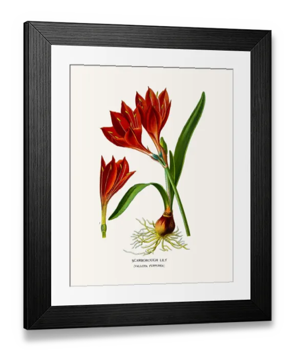 Framed Print : Scarborough Lily Framed Print : Scarborough Lily