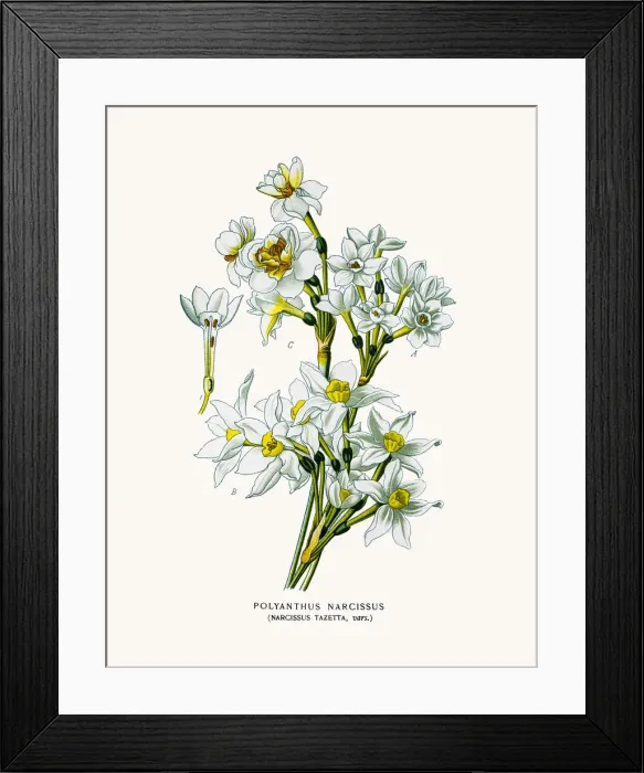 Framed Print : Narcissus Tazetta Framed Print : Narcissus Tazetta