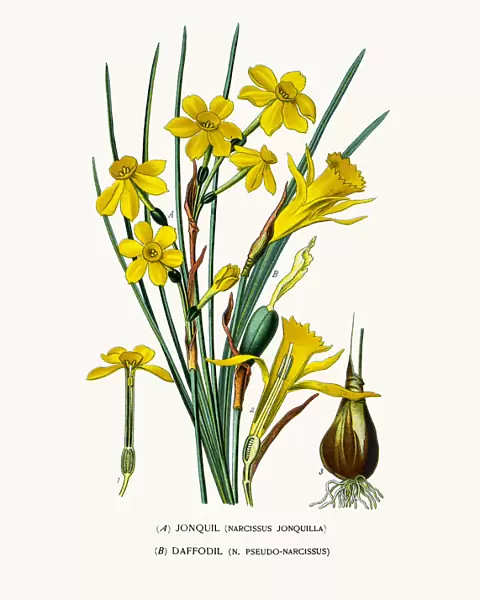 Jonquil (Narcissus) and daffodil