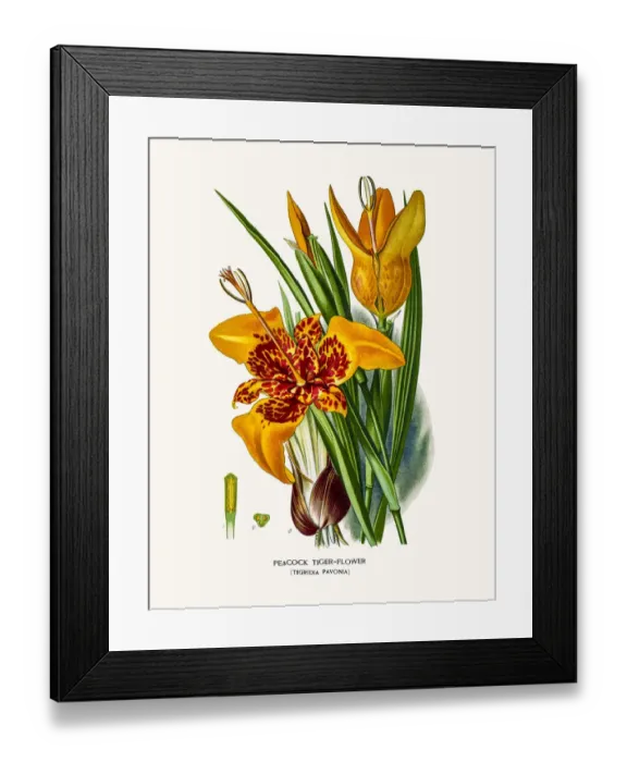 Framed Print : Tiger Flower Framed Print : Tiger Flower