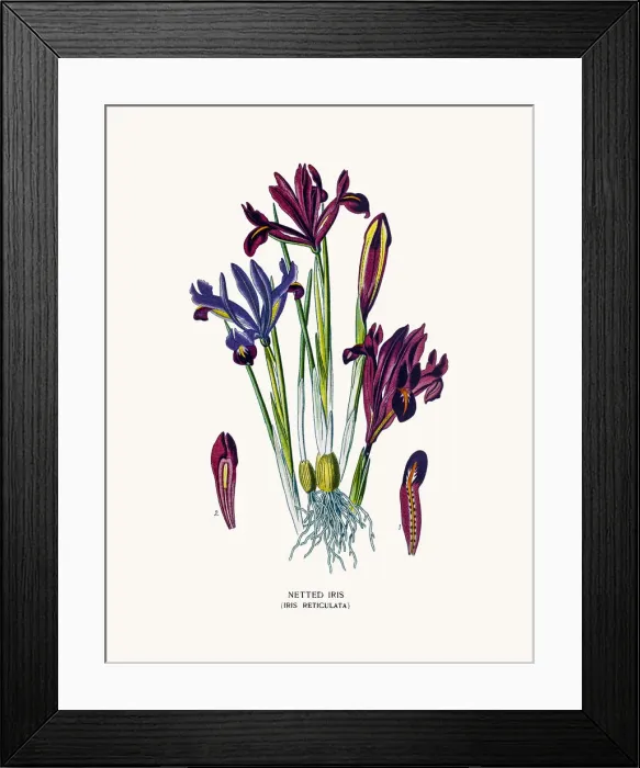 Framed Print : Netted Iris flower Framed Print : Netted Iris flower