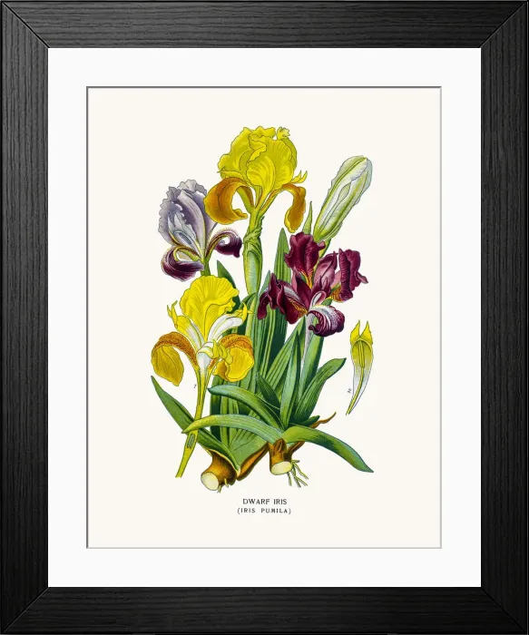 Framed Print : Dwarf Iris Framed Print : Dwarf Iris