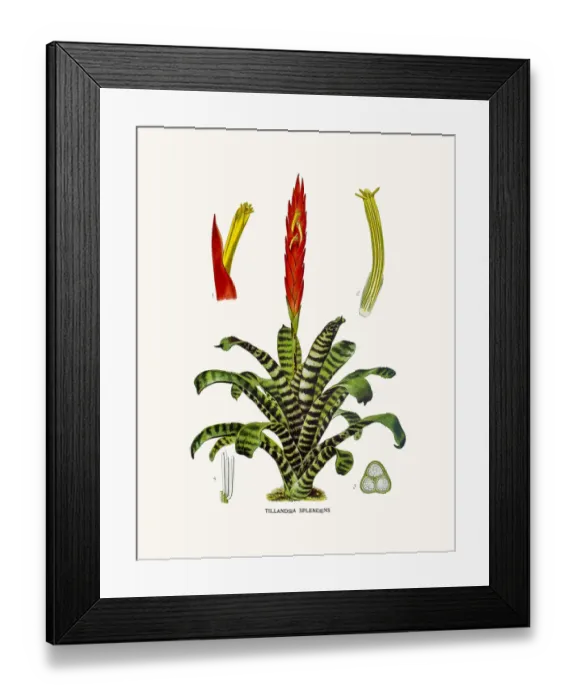 Framed Print : Airplant house plant flower Framed Print : Airplant house plant flower