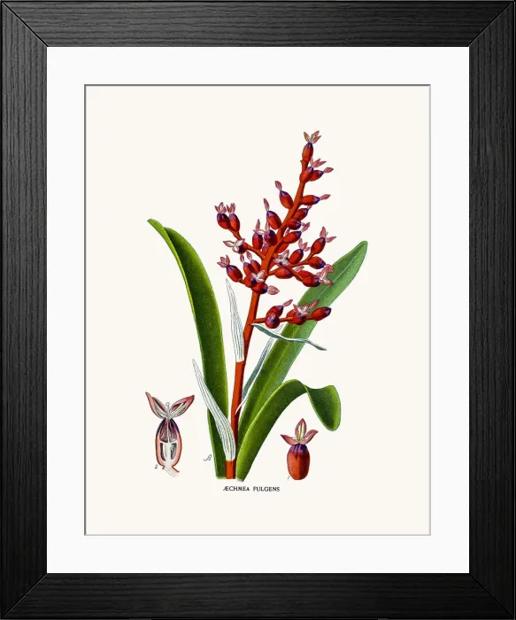 Framed Print : Coralberry house plant Framed Print : Coralberry house plant