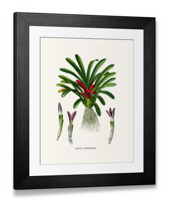 Framed Print : Karatas (Bromelia) house plant Framed Print : Karatas (Bromelia) house plant