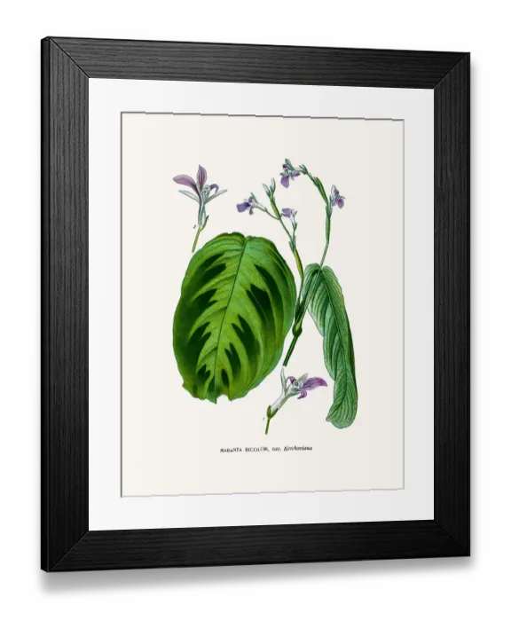 Framed Print : Maranta house plant Framed Print : Maranta house plant