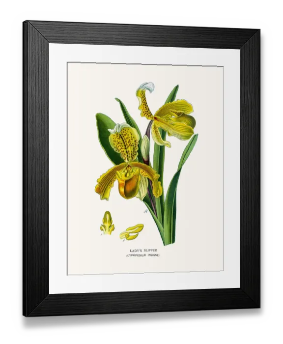 Framed Print : Ladys slipper orchid Framed Print : Ladys slipper orchid