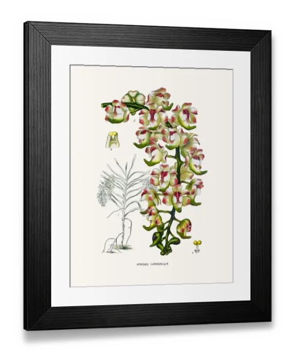 Framed Print : Aerides lawrenciae Orchid Framed Print : Aerides lawrenciae Orchid
