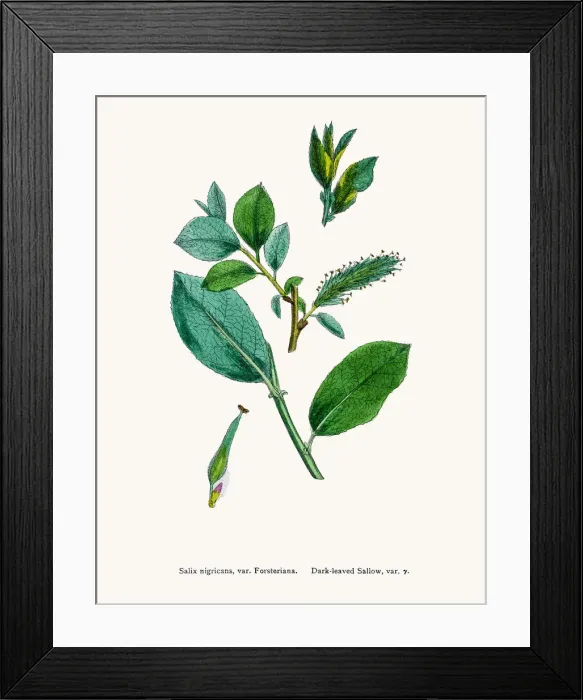 Framed Print : Dark-leaved Willow tree Framed Print : Dark-leaved Willow tree