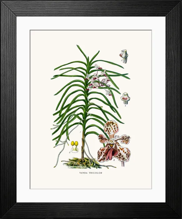Framed Print : Vanda tricolor Orchid Framed Print : Vanda tricolor Orchid