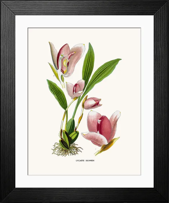 Framed Print : Lycaste Orchid Framed Print : Lycaste Orchid