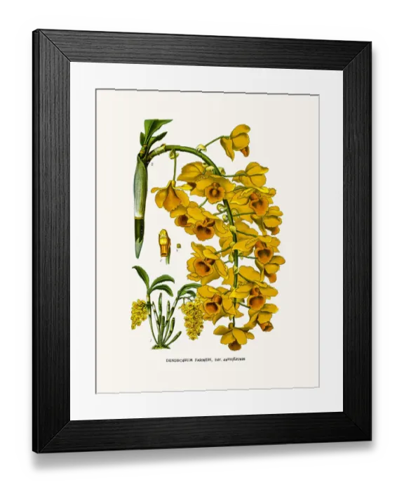Framed Print : Farmers Dendrobium Framed Print : Farmers Dendrobium