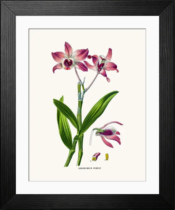 Framed Print : Dendrobium Framed Print : Dendrobium