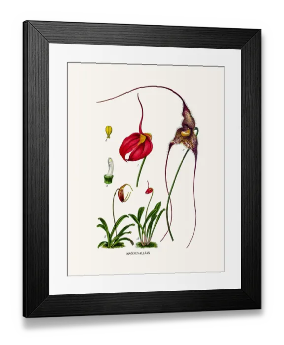Framed Print : Masdevallia Framed Print : Masdevallia