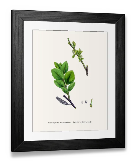 Framed Print : Willow tree Framed Print : Willow tree