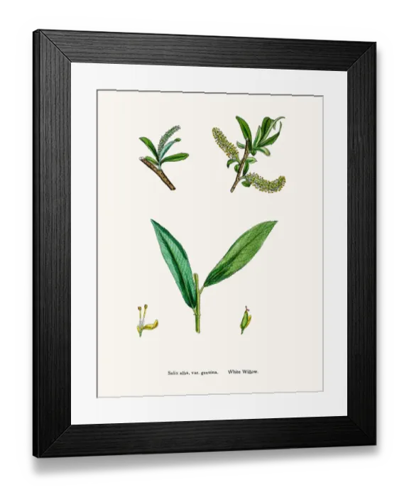 Framed Print : White Willow tree Framed Print : White Willow tree