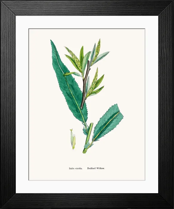Framed Print : Willow tree Framed Print : Willow tree