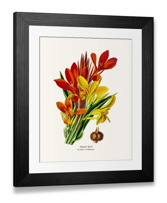 Framed Print : Indian shot house plant