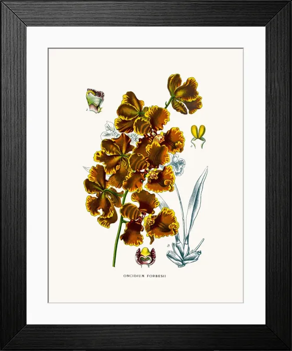 Framed Print : Golden shower orchid Framed Print : Golden shower orchid