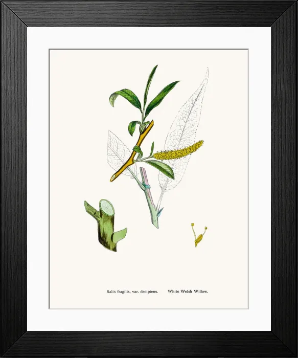 Framed Print : Welsh Willow tree