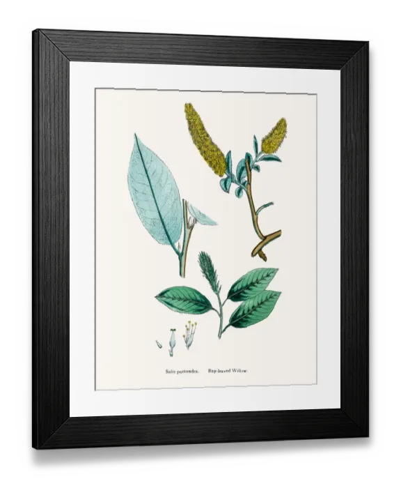 Framed Print : Bay willow