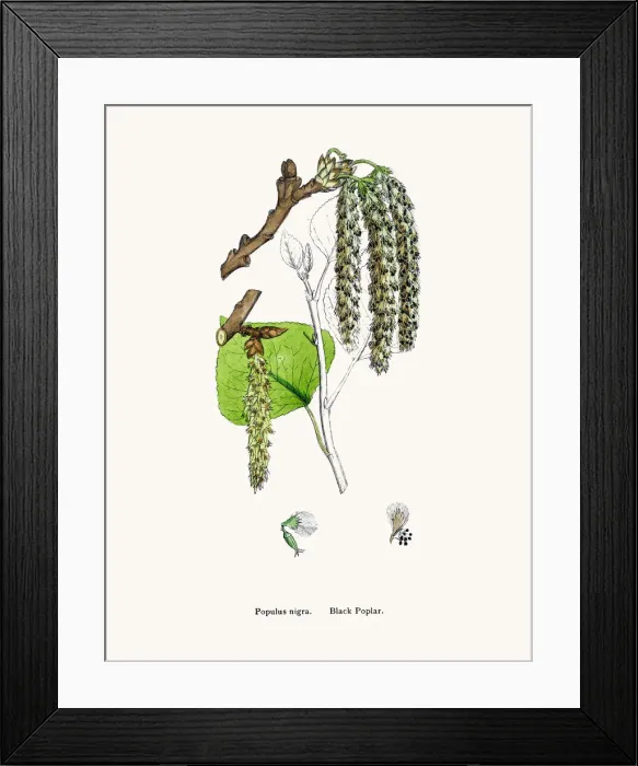 Framed Print : Black poplar flower and leaves Framed Print : Black poplar flower and leaves