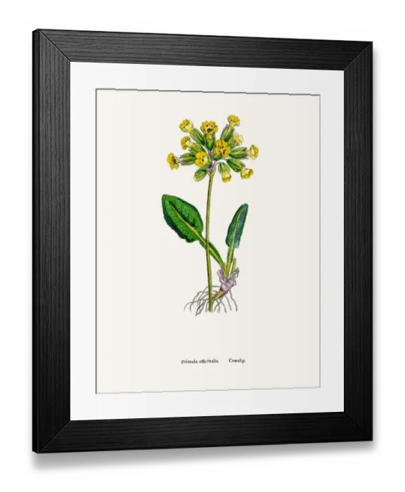 Framed Print : Cowslip Primrose flower Framed Print : Cowslip Primrose flower