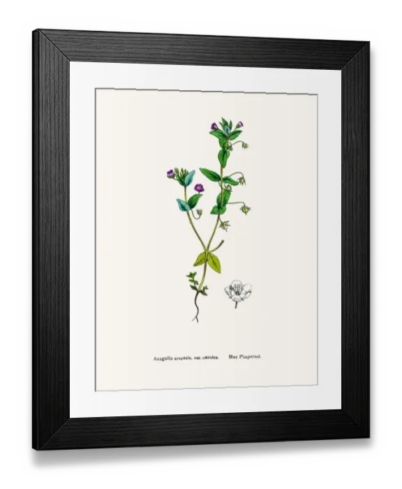 Framed Print : Pimpernel flower Framed Print : Pimpernel flower
