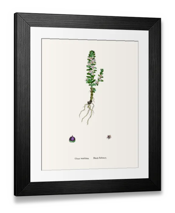 Framed Print : Black Saltwort Framed Print : Black Saltwort